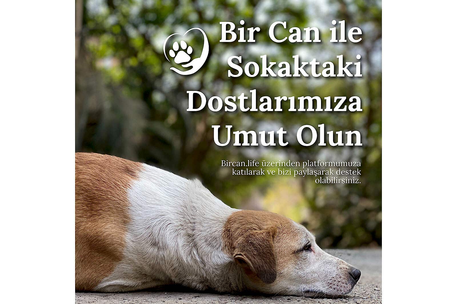 Bir Can Post Tasarımı